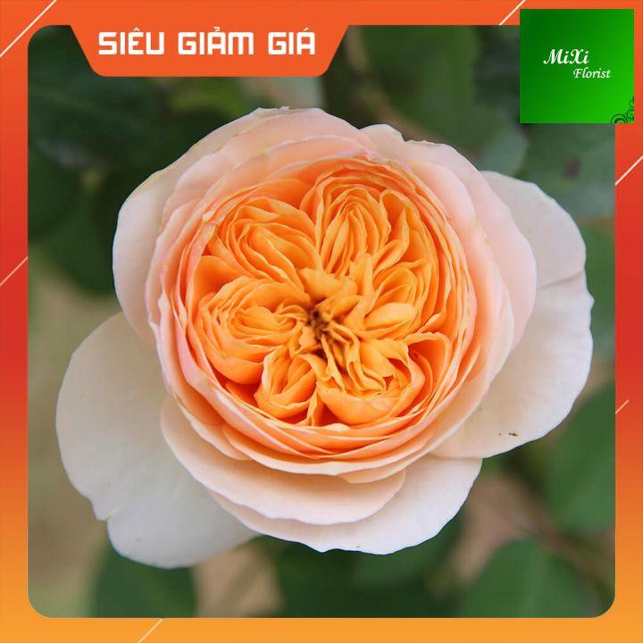 Cây Hoa Hồng Juliet