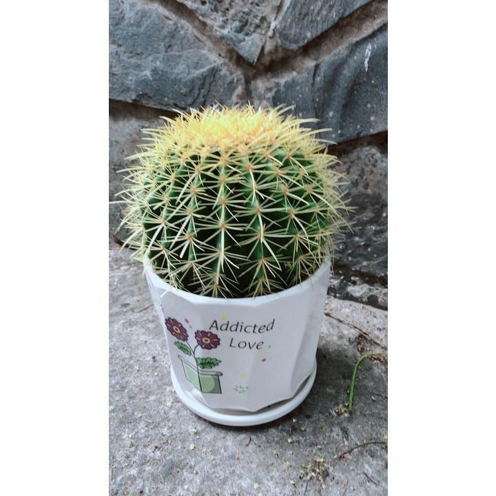 Chậu Xương Rồng Kim Hổ