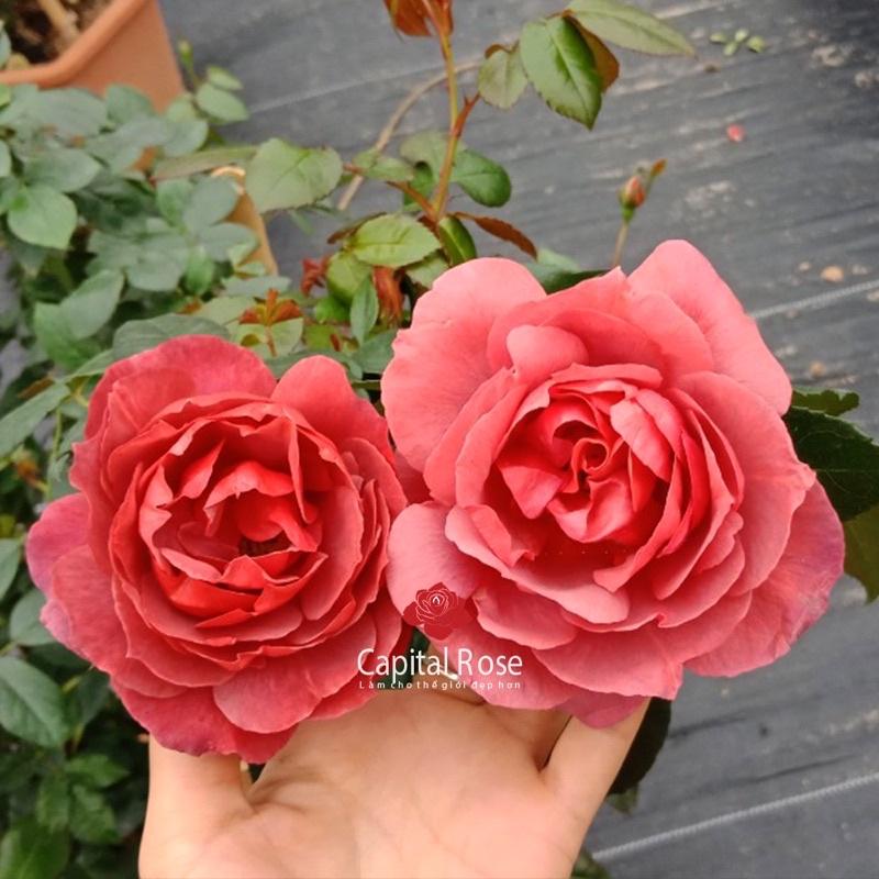 Hoa hồng Hot Chocolate Rose - hoa siêu đẹp, hoa bụi