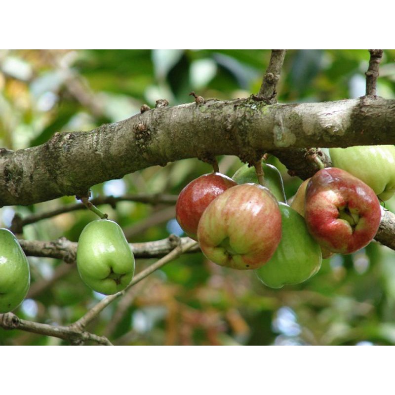 Cây Mận Điều Đỏ Giống