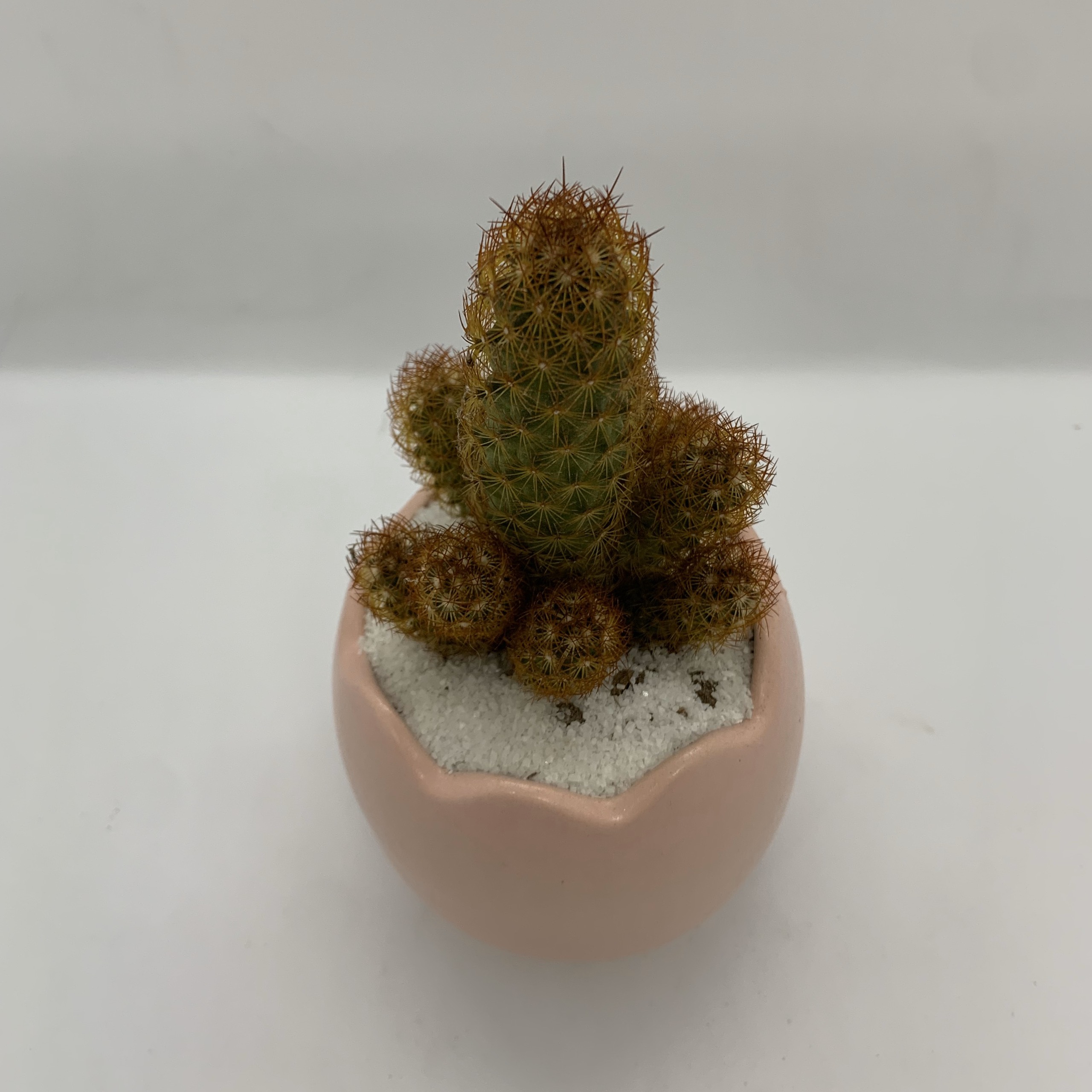Chậu Sứ - 7x7x8 Cm - Mầu Hồng – Dáng Quả Trứng - Chậu Trồng Cây Mini, Cây Để Bàn, Tiểu Cảnh, Sen Đá & Xương Rồng