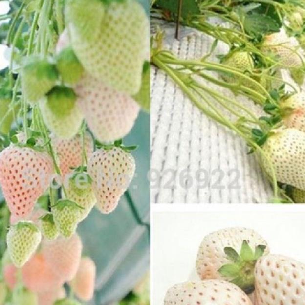 Combo 2 gói Hạt giống dâu tây trắng chịu nhiệt/Gói 50 hạt-tặng kèm gói phân bón lót