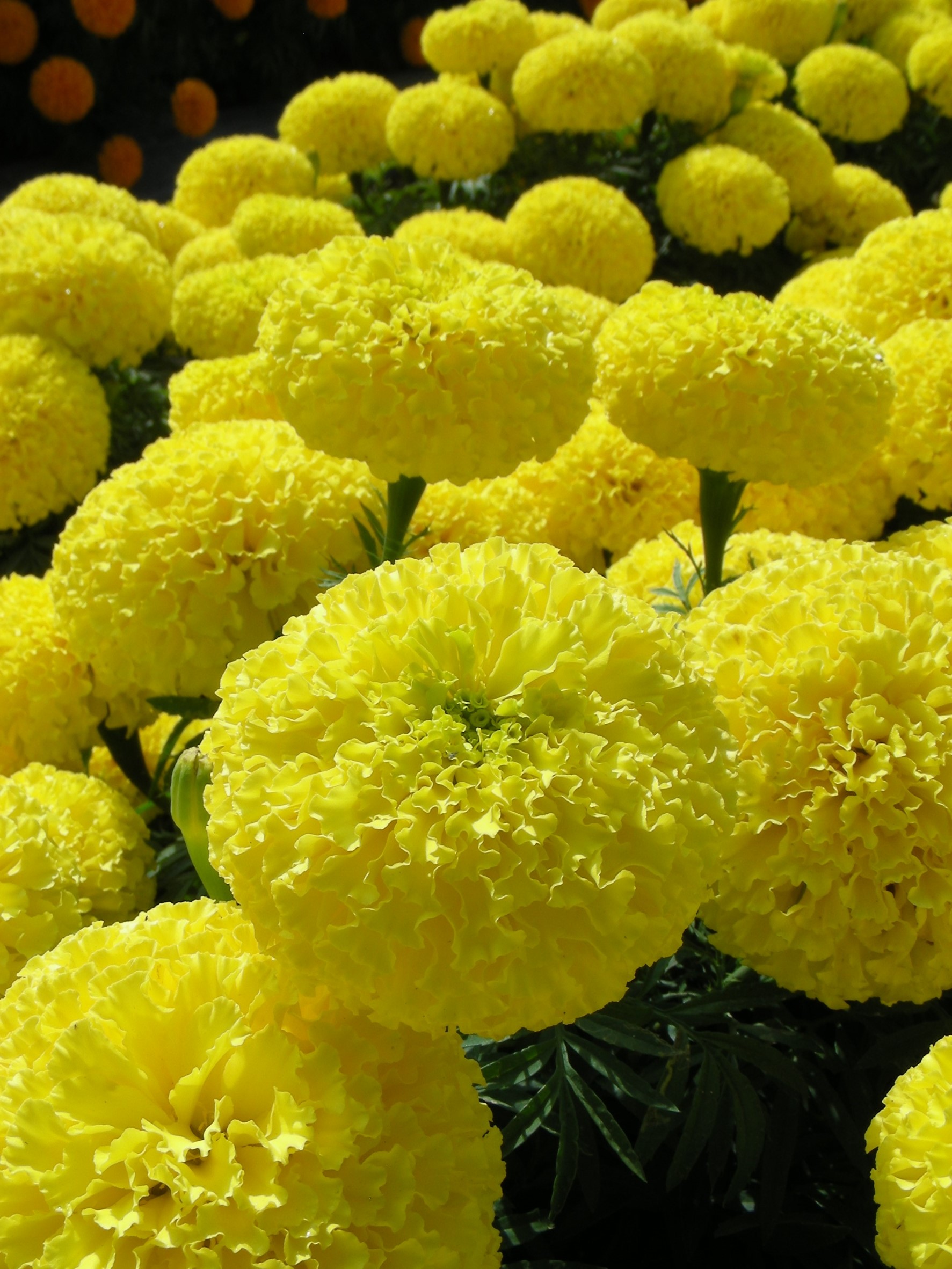 MEGASEED I Hạt giống Vạn Thọ Thái  Mega 45 vàng