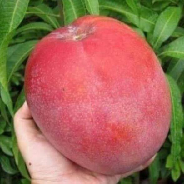 Sản phẩm CÂY GIỐNG XOÀI ĐỎ NHẬT BẢN