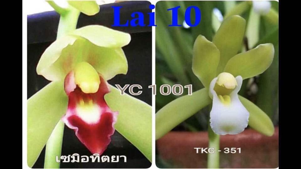 1 THÂN HOA LAN KIẾM THÁI LAN - MẶT HOA XỔ SỐ UY TÍN CHẤT LƯỢNG
