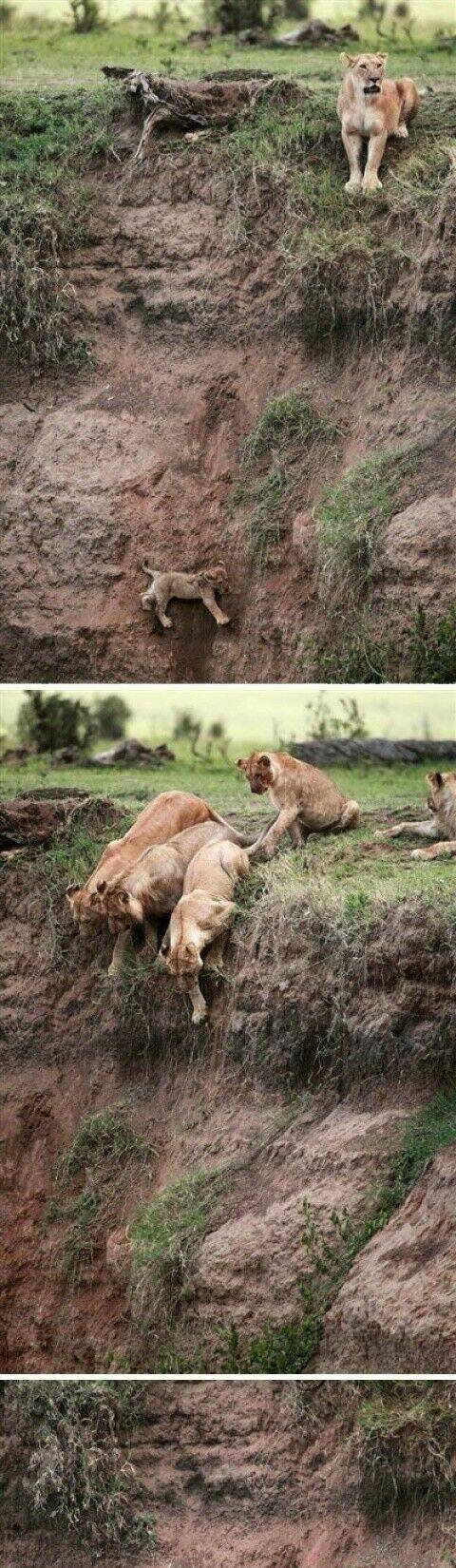 rage comic-troll chapter 43 2