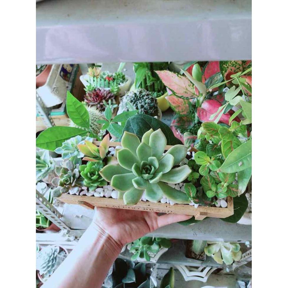 Chậu Sen Đá- Cẩm Nhung Bán Chạy