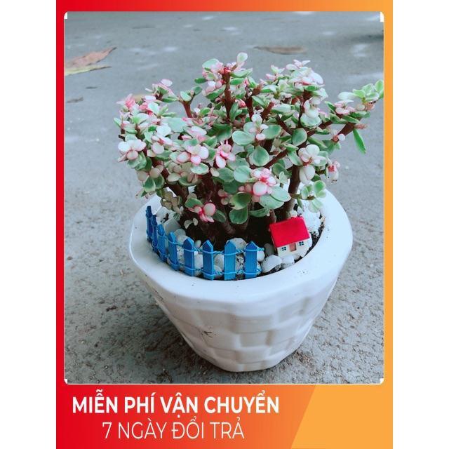 Chậu Đô La Hồng