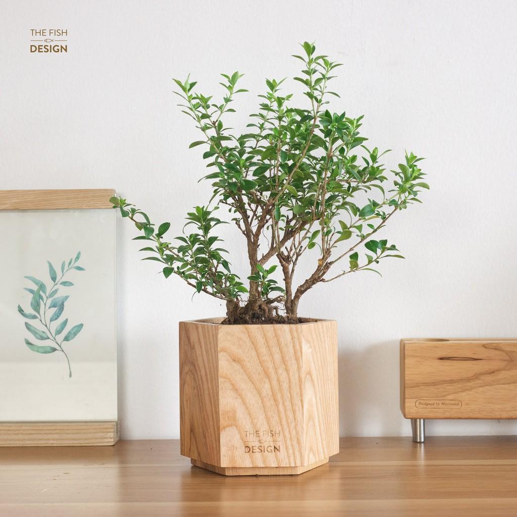 Chậu cây Bạch Tuyết Mai bonsai hợp nhất với người mệnh Kim, đại diện cho sức khỏe và sự trường thọ, đem đến sự phồn vinh, thịnh vượng | size L | The Fish Design