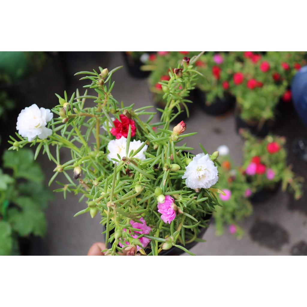 Chậu 10 Giờ nhiều màu