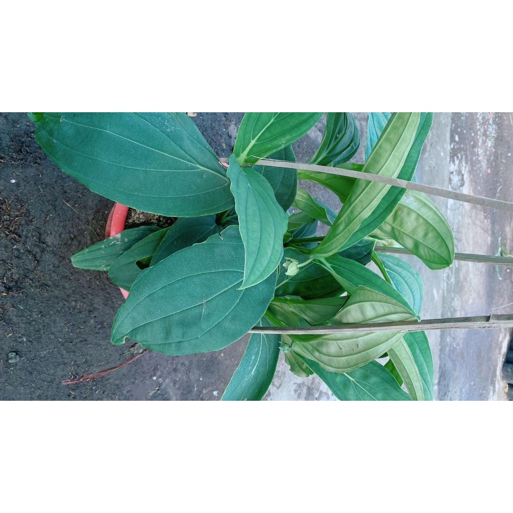 Cây Hòn Ngọc Viễn Đông