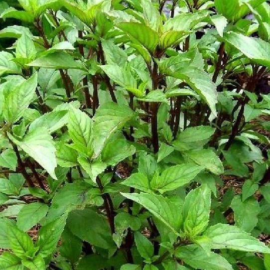 Combo 3 gói Hạt giống rau húng quế -gói 2 gram-tặng kèm 1 gói phân bón