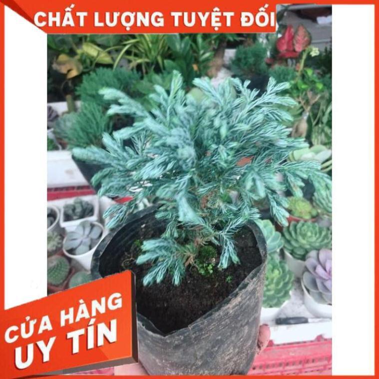 Tùng bồng lai và chậu sứ tráng men Nhiều Người Mua