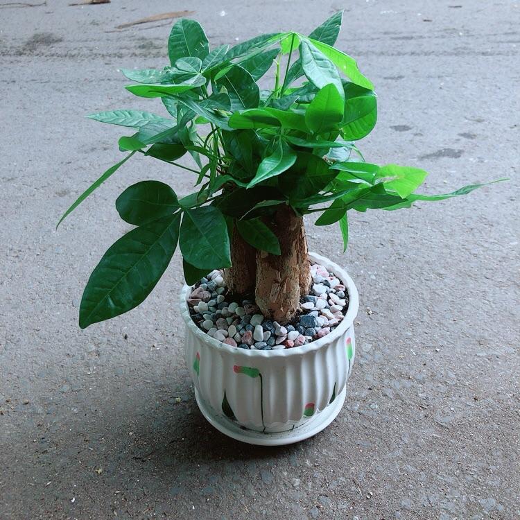 Chậu Kim Ngân 3 Thân