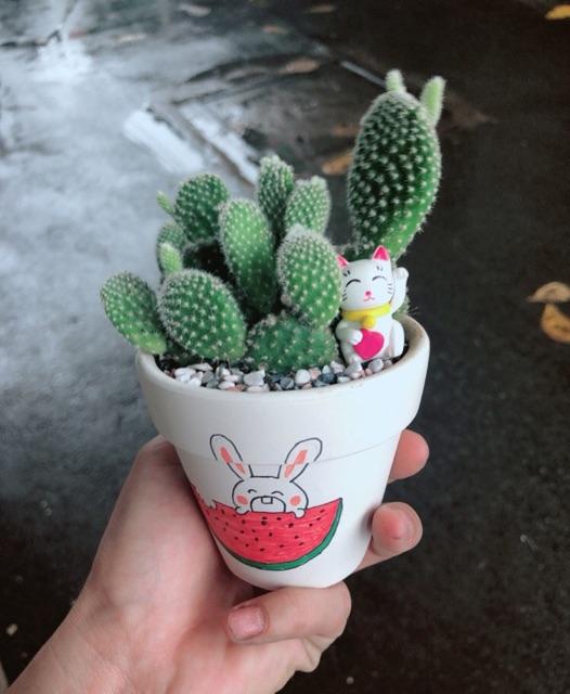 Chậu sen đá tiểu cảnh