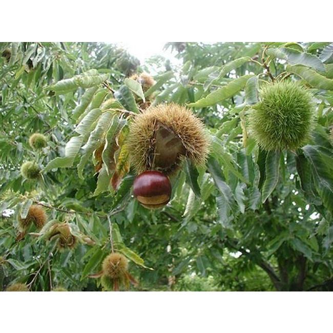 Cây giống hạt dẻ trùng khánh