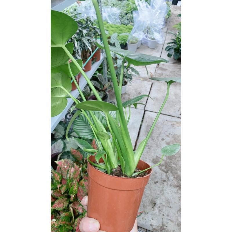 Trầu Bà Lá Xẻ Mini