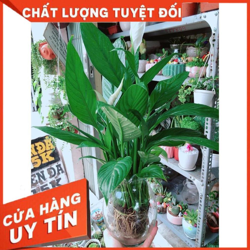 Chậu Lan Ý Thủy Sinh
