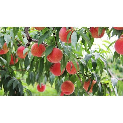 CÂY GIỐNG ĐÀO TIÊN NHẬT BẢN