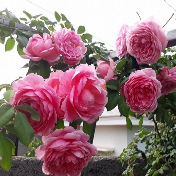 Hoa hồng cổ Sapa – cây giống nguyên bản