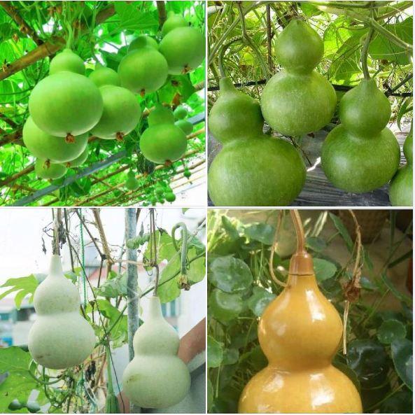 Hạt giống bầu hồ lô -gói 5 hạt/tặng kèm gói phân bón lót