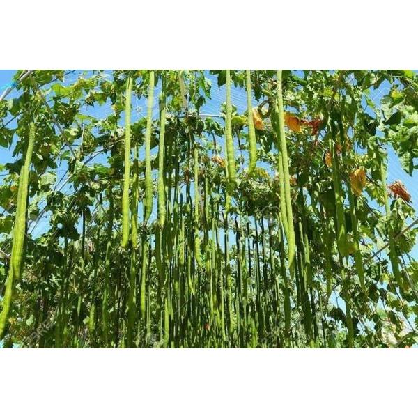 Bộ 3 gói hạt giống mướp hương siêu dài dể- gói 10 hạt-tặng kèm gói phân bón lót