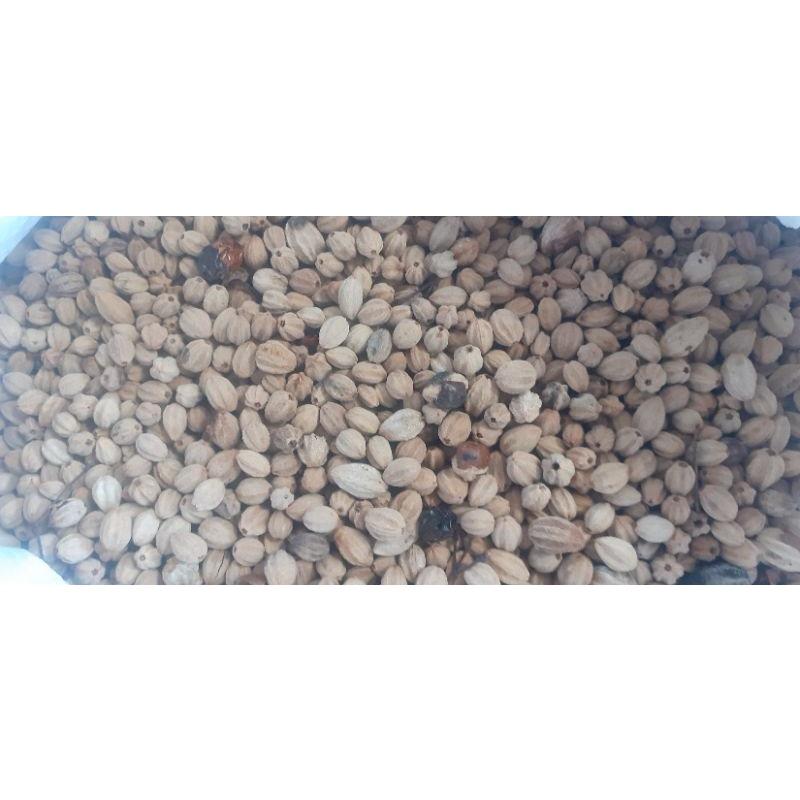 500 gram hạt xoan ta giống