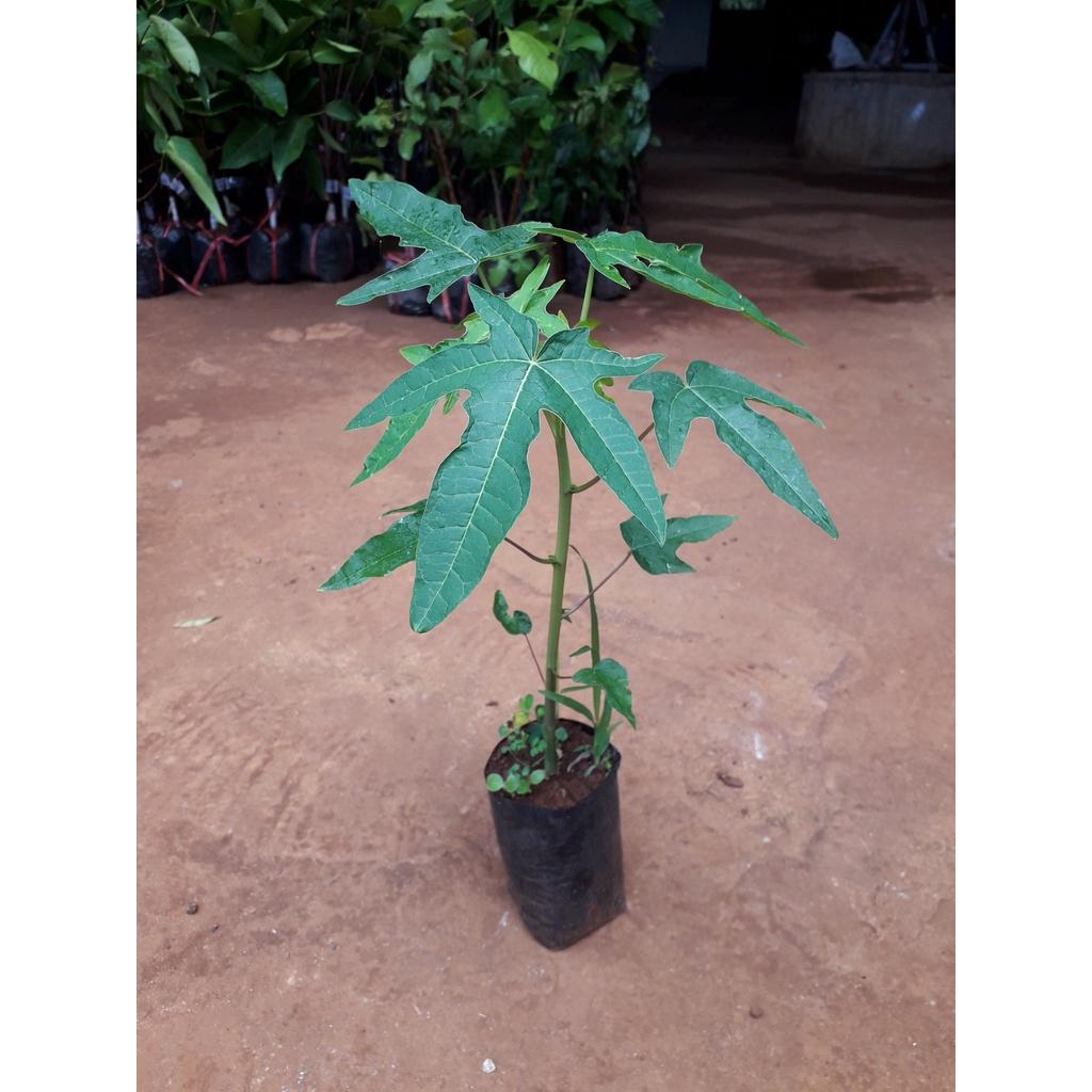 Cây giống Đu Đủ lùn ruột Đỏ THÁI LAN trồng chậu
