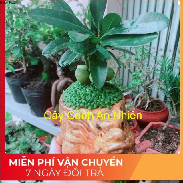 Chậu Cây May Mắn Tài Lộc