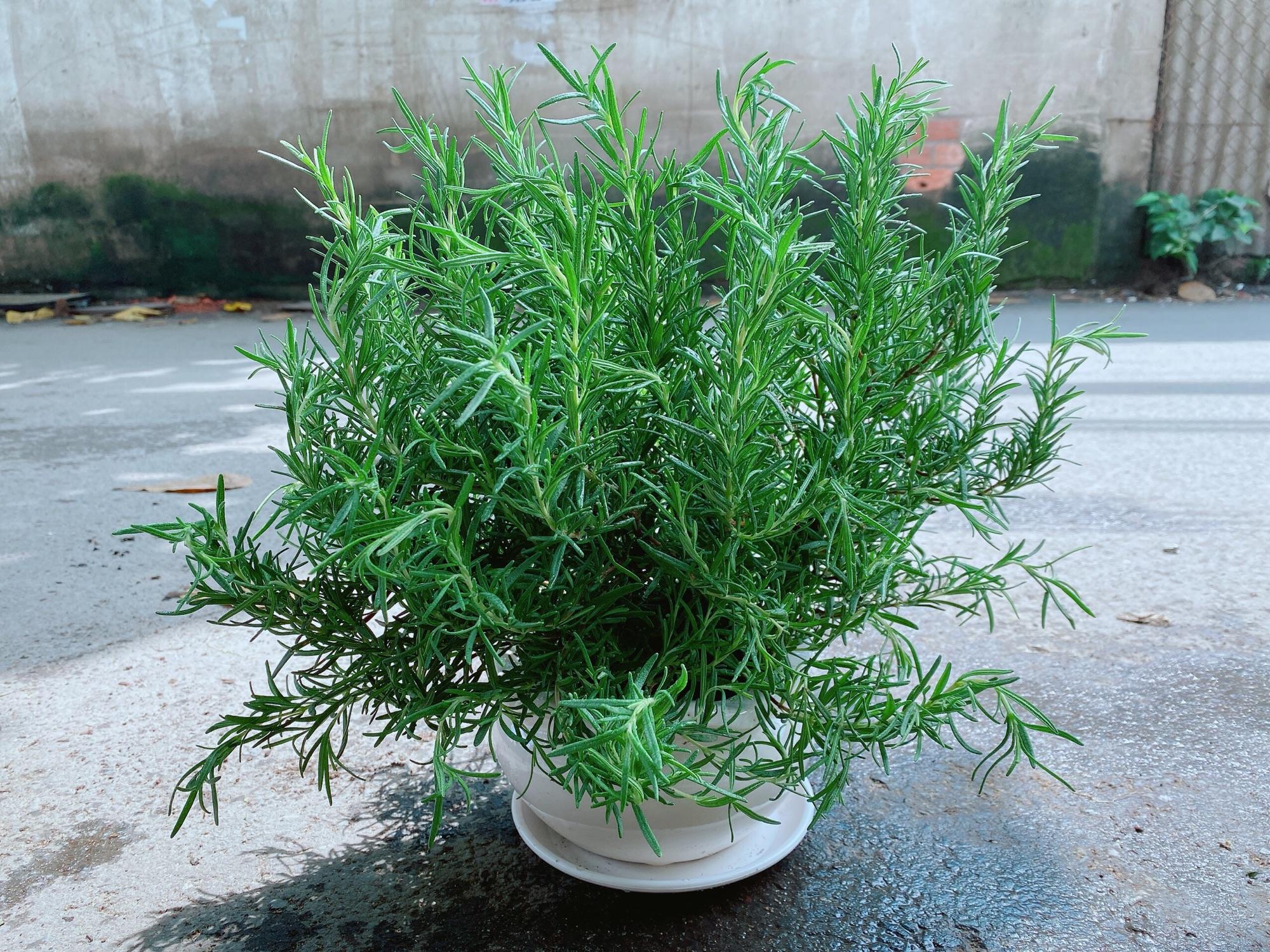 Chậu Hương Thảo, hương thơm ngát