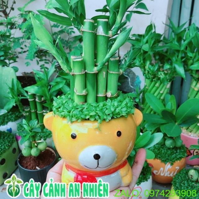 Trúc Phát Tài Gấu Vàng