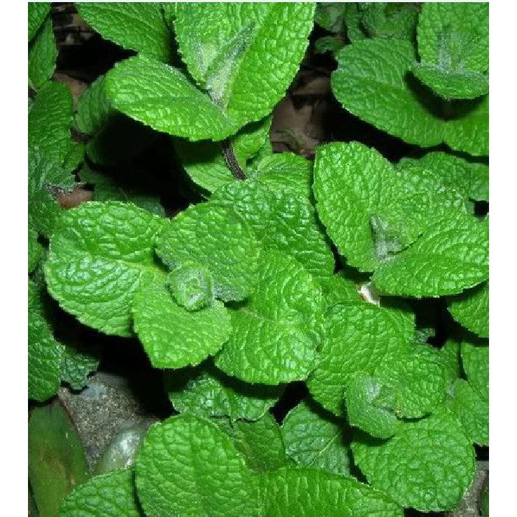 Hạt giống cây Bạc Hà Âu 100 hạt/gói