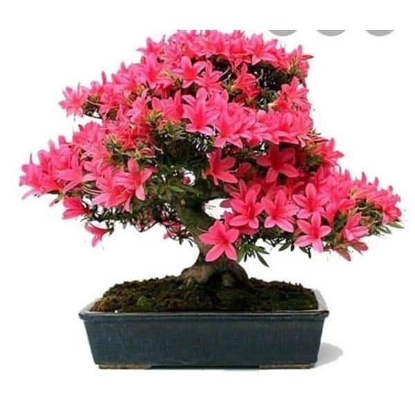 CÂY GIỐNG HOA ĐỖ QUYÊN NHẬT BẢN ĐỦ MÀU