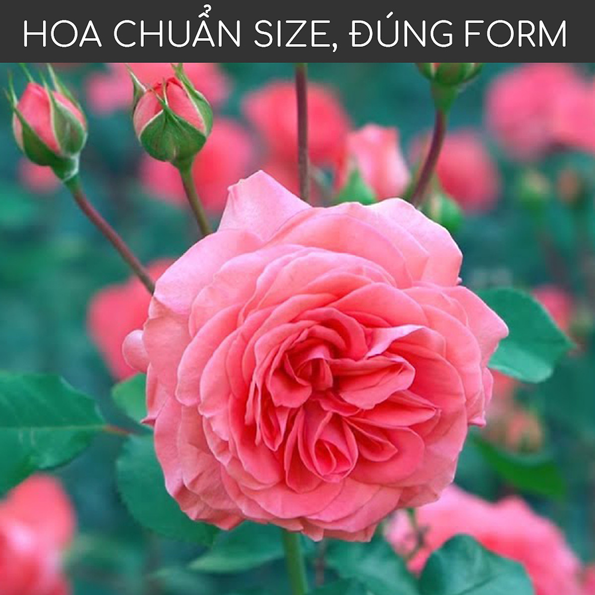 Phân đạm cá Docneem, phân cá Fish Emulsion hữu cơ cho hoa hồng, rau sạch, hoa, cây kiểng trong nhà ngoài trời
