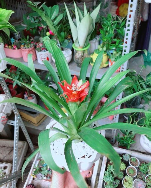 Chậu Phong Lộc Hoa