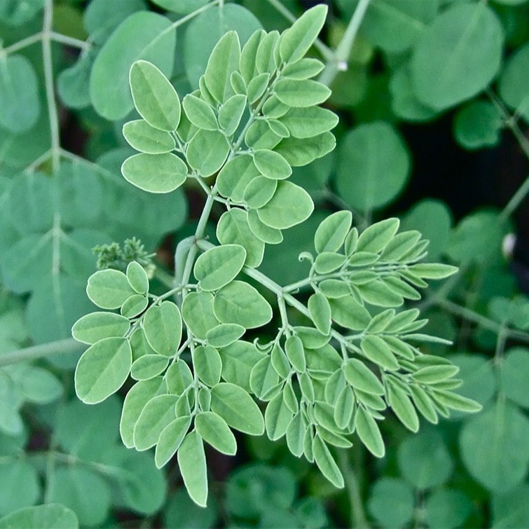 Hạt giống Chùm ngây 03