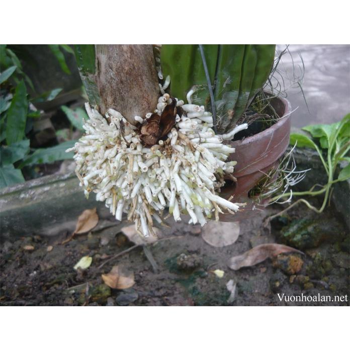 Phân bón Siêu lân đỏ + kali kích thích đỉnh sinh trưởng - tăng ra rễ, phân hóa hoa, nhanh đậu quả