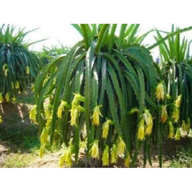 Cây Giống Thanh Long Vàng tặng 2 cây chè xanh