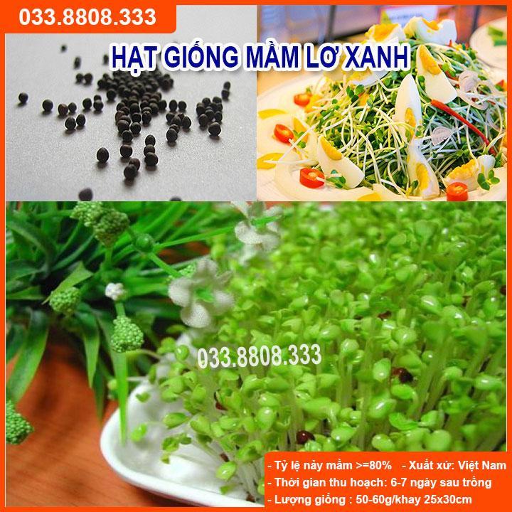 HẠT GIỐNG RAU MẦM LƠ XANH GIỐNG CHUẨN, CHẤT LƯỢNG CAO