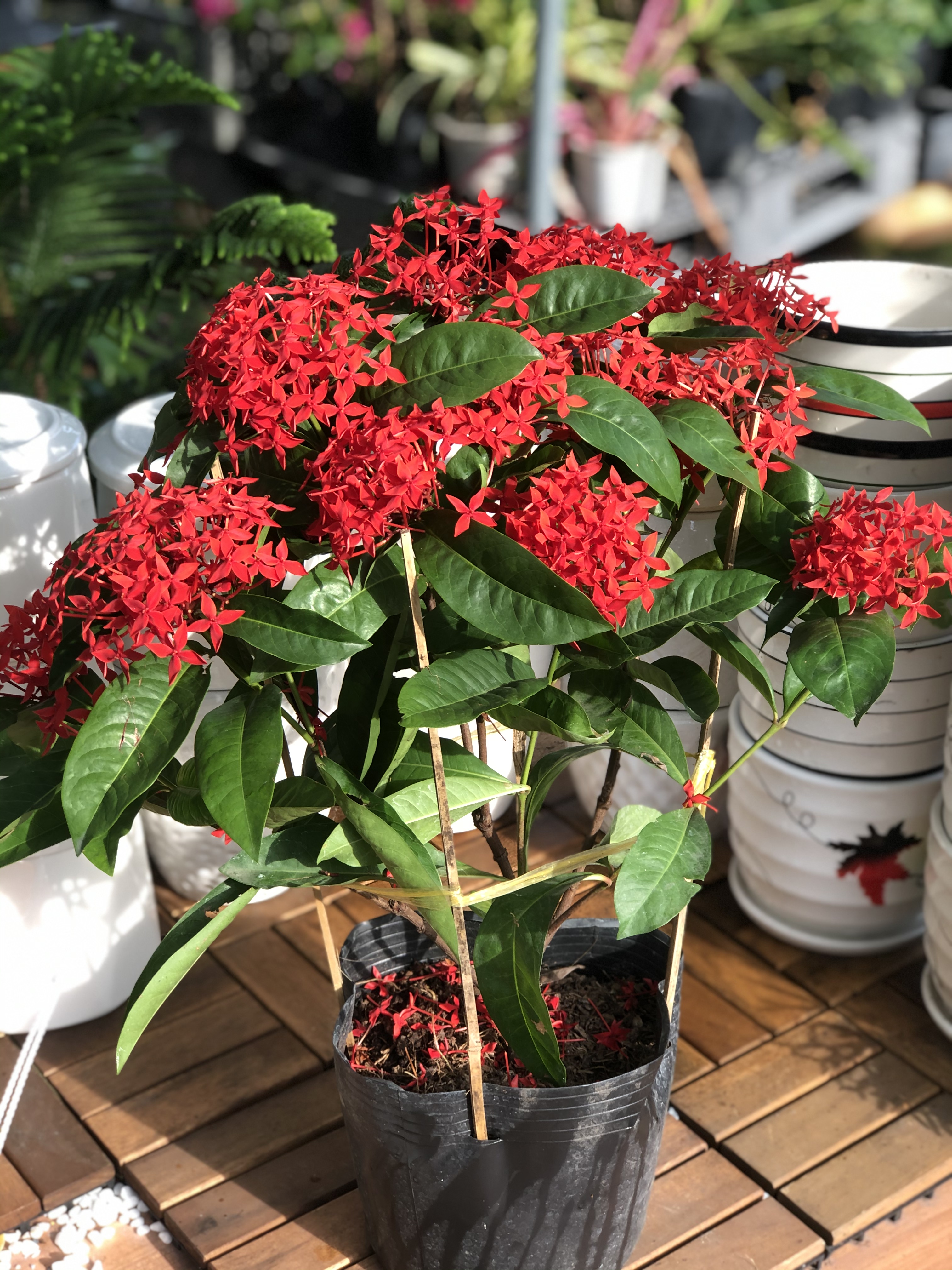 Chậu hoa trang Mỹ màu đỏ