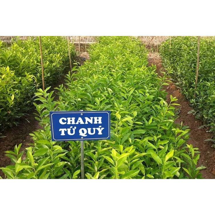 Cây giống chanh tứ quý đang quả, giống chanh lùn nhiều quả mọng nước và rất thơm, cây giống chuẩn khỏe ít sâu hại