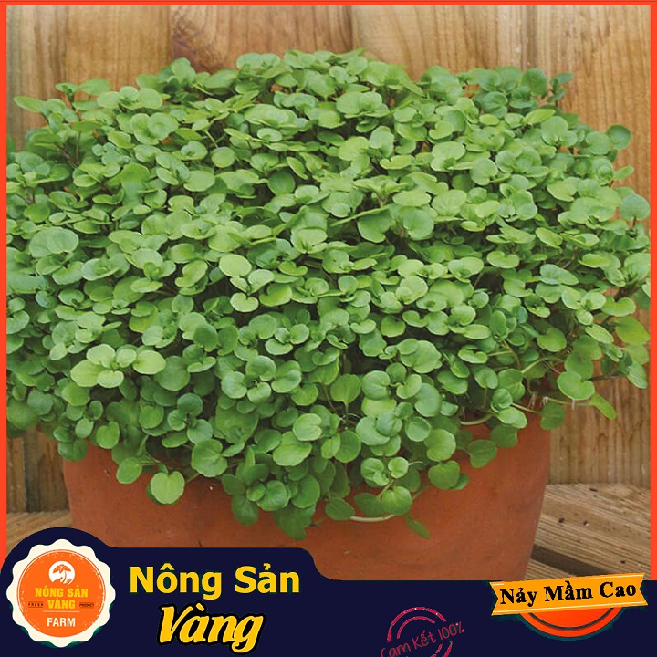 Hạt giống Xà Lách Xoong ( Gói 0,5 Gram ) - Nông Sản Vàng