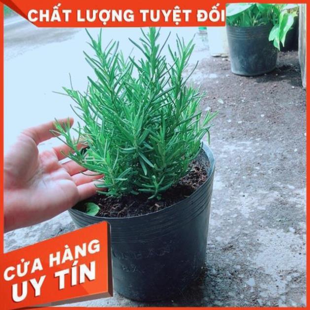 Hương Thảo Đuổi Muỗi