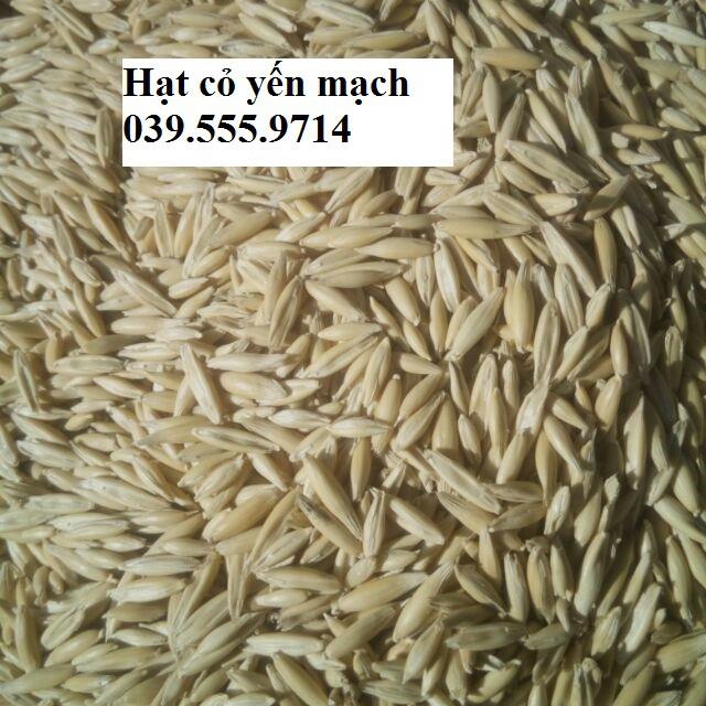 Hạt Giống Cỏ Yến Mạch 100gram – Cỏ Chịu Lạnh tốt, năng suất cao