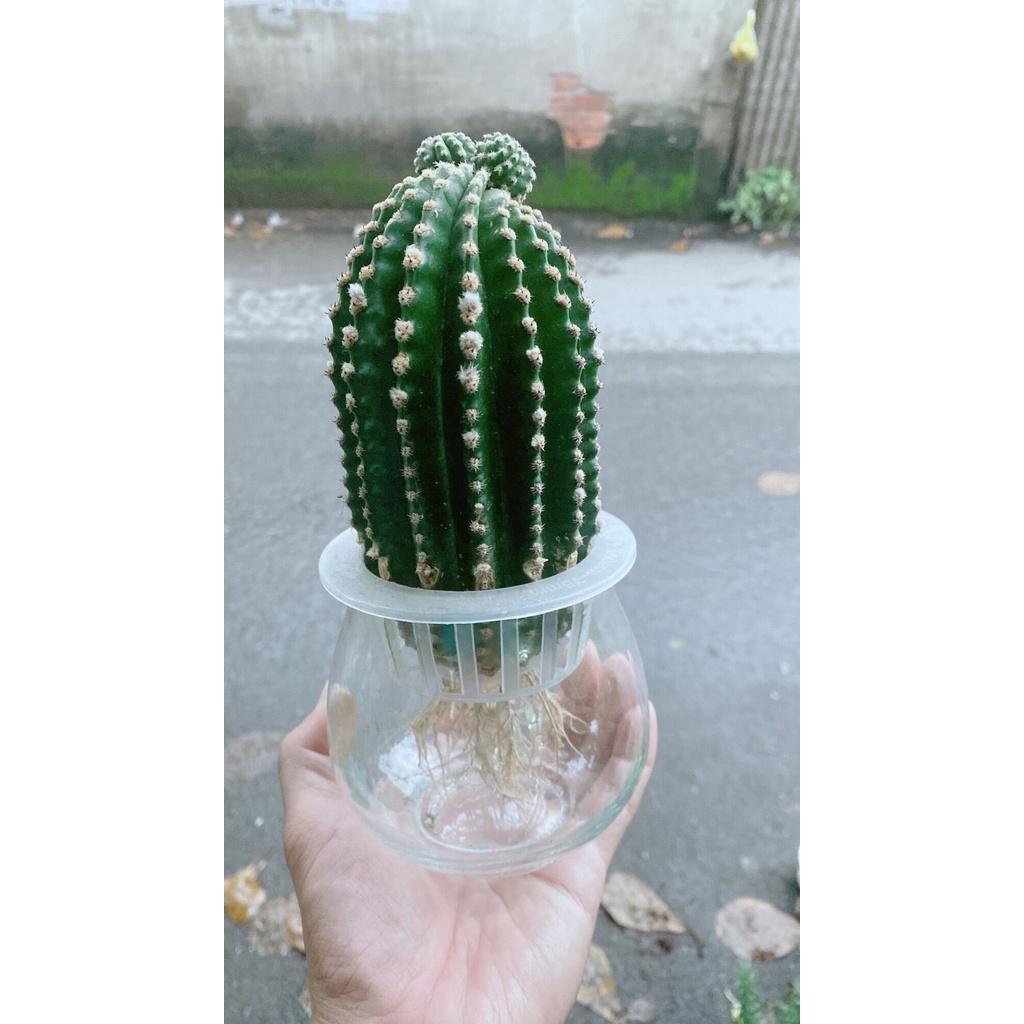 Chậu Xương Rồng Thuỷ Sinh