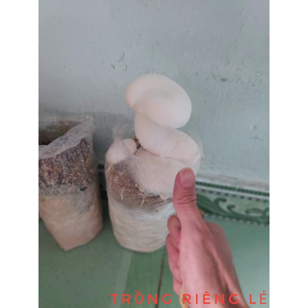 Combo 6 phôi nấm Milky trồng tại nhà