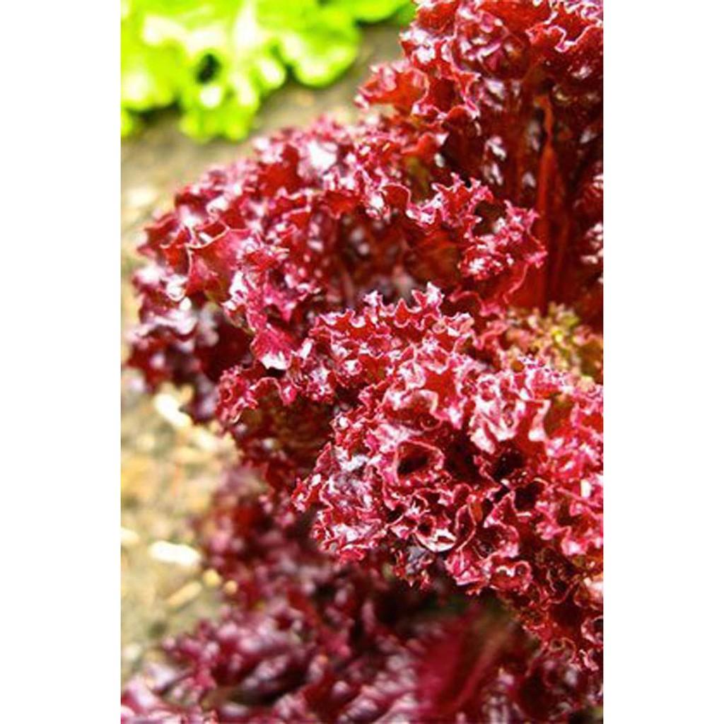 250A GÓI 50 Hạt Giống Rau Xà Lách Đỏ Xoăn Chịu Nhiệt Ruby