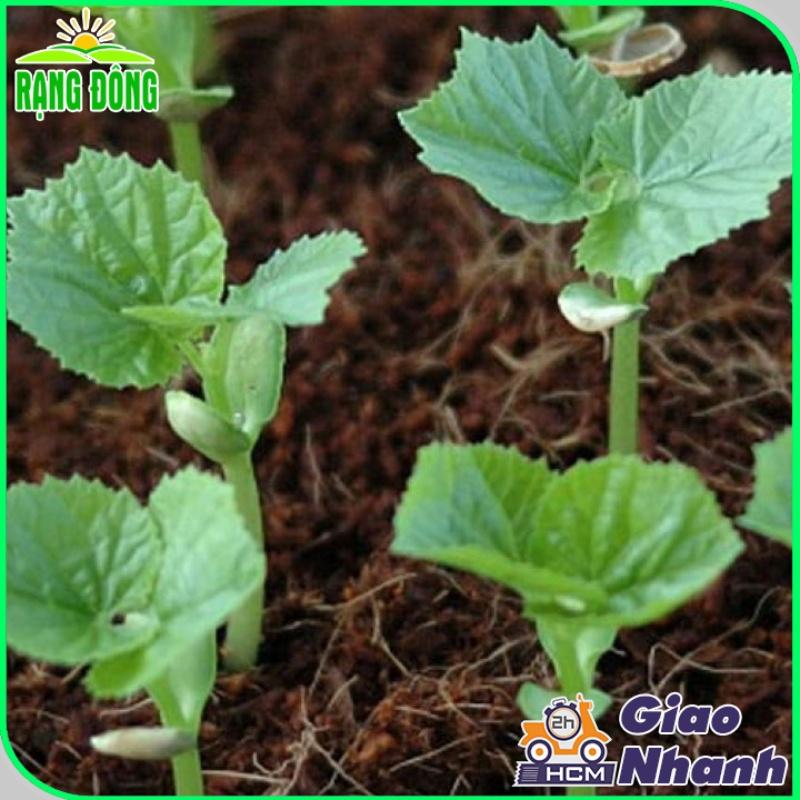 Hạt giống Khổ Qua Mỡ Trái Dài Chịu Nhiệt Tốt, Sinh Trưởng Khỏe, Trồng Quanh Năm - Hạt giống Rạng Đông