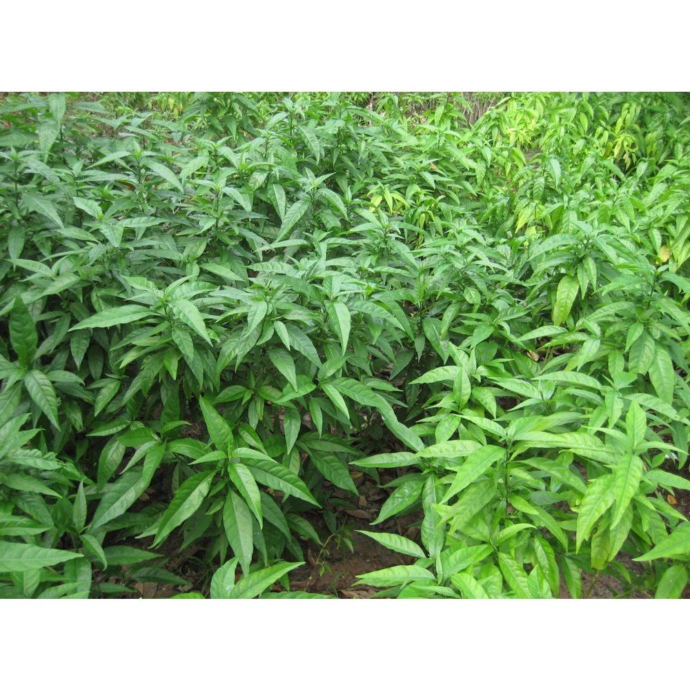 CÂY GIỐNG HOA HOÀN NGỌC