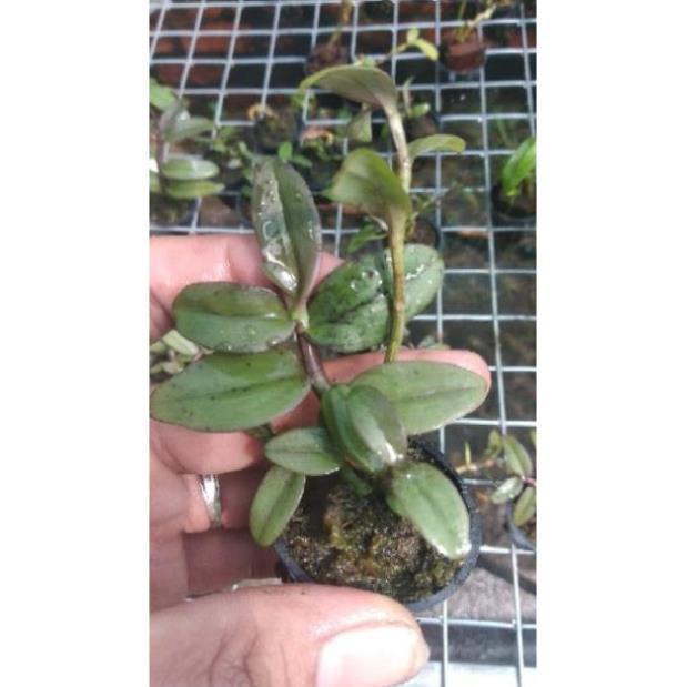 Hoa Lan Giả Hạc Châu Như Bệt F2